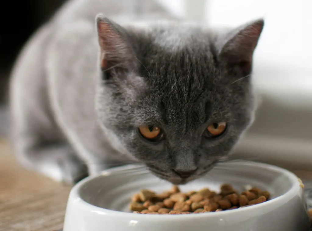 Pretty blue-grey cat eating from a pet bowl