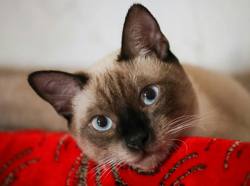 Siamese Cat