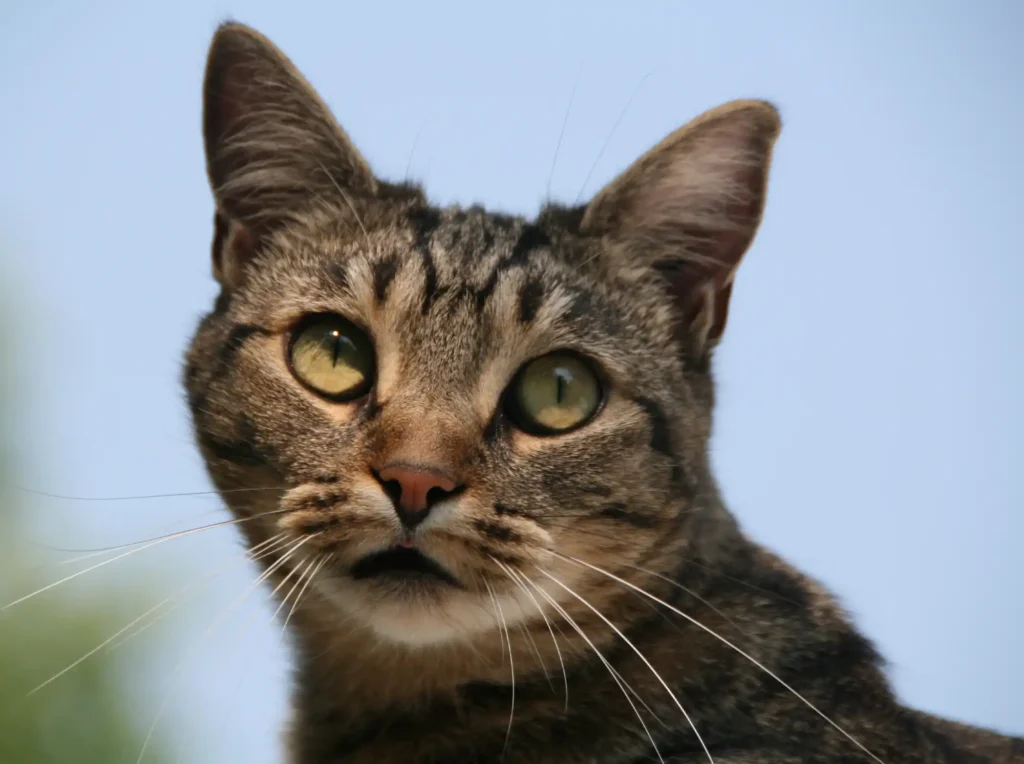 Domestic Shorthair Silver Tabby Cat - One of the Most Popular Cat Breed in the UK