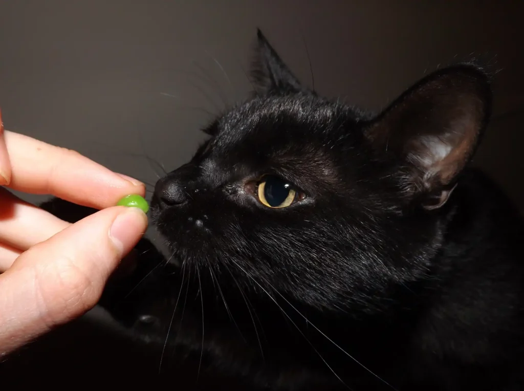 A curious black cat investigating a green pea