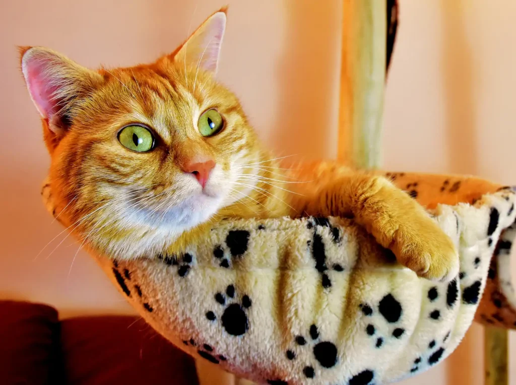 A cute ginger tabby cat relaxing in a pet bed