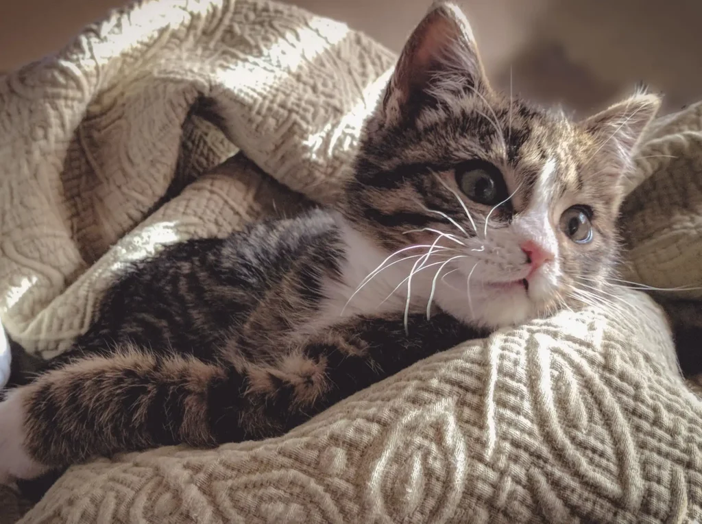 A young tabby cat snuggled in a blanket