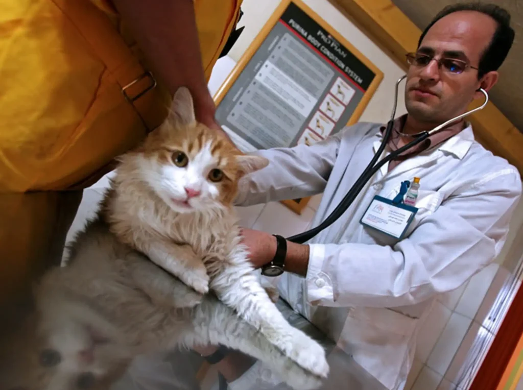 Vet examining a cat's back legs not working