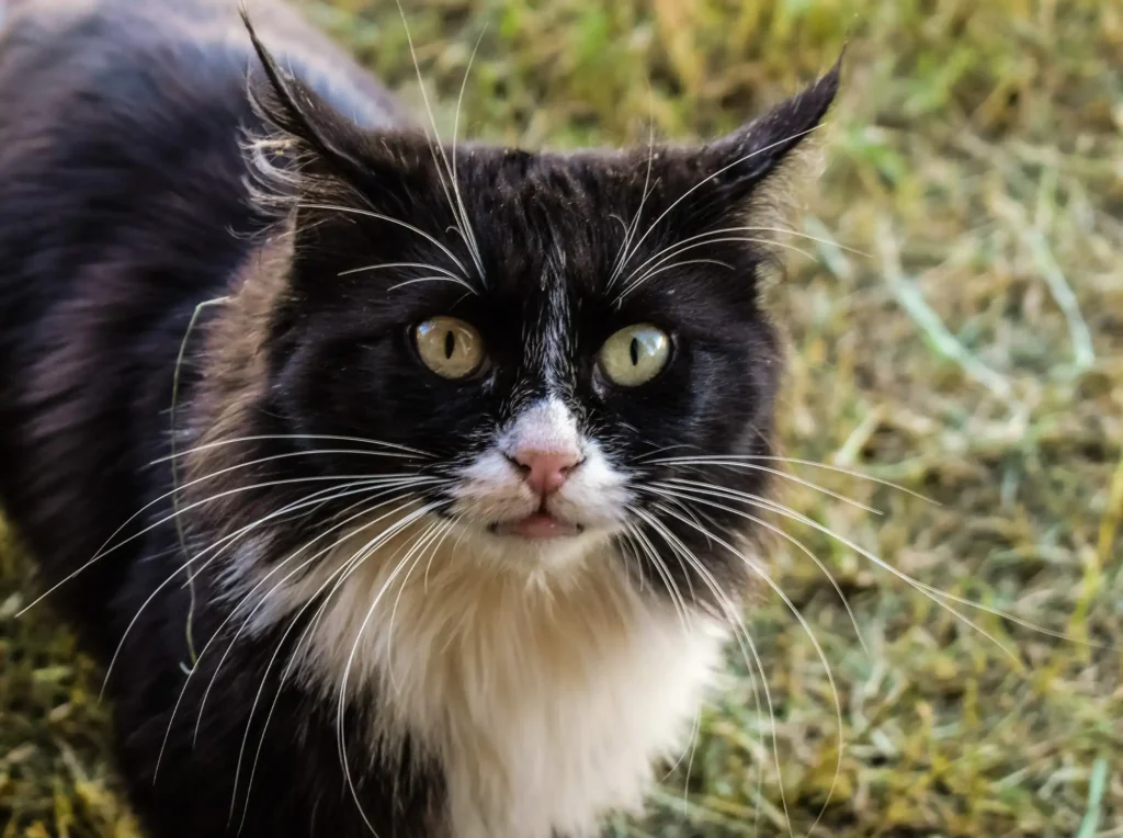 A stray medium haired black and white cat