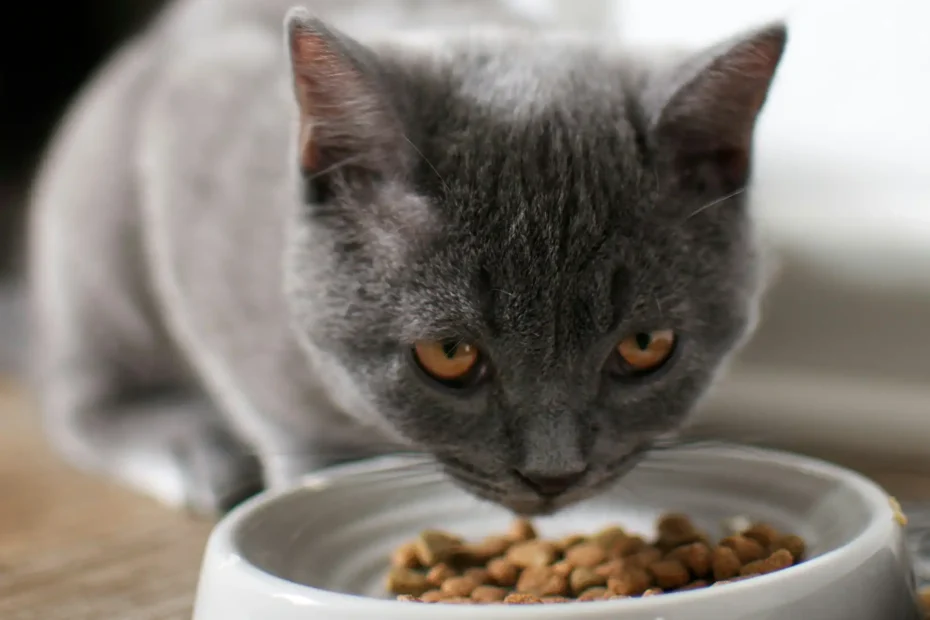 Pretty blue-grey cat eating from a pet bowl