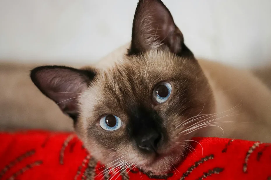 Siamese Cat