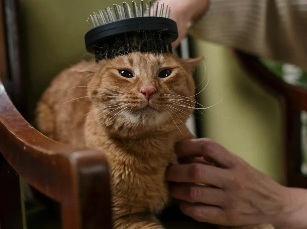 Ginger tabby cat being brushed and groomed