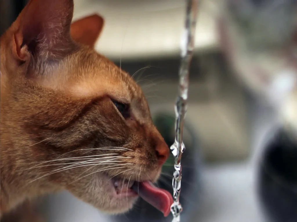 A ginger tabby cat laps water from a tap, drinking water to stay hydrated and healthy