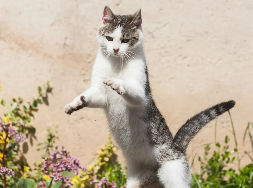 One of the best ways to keep your cat healthy is to encourage exercise and play, like this energetic tabby and white cat