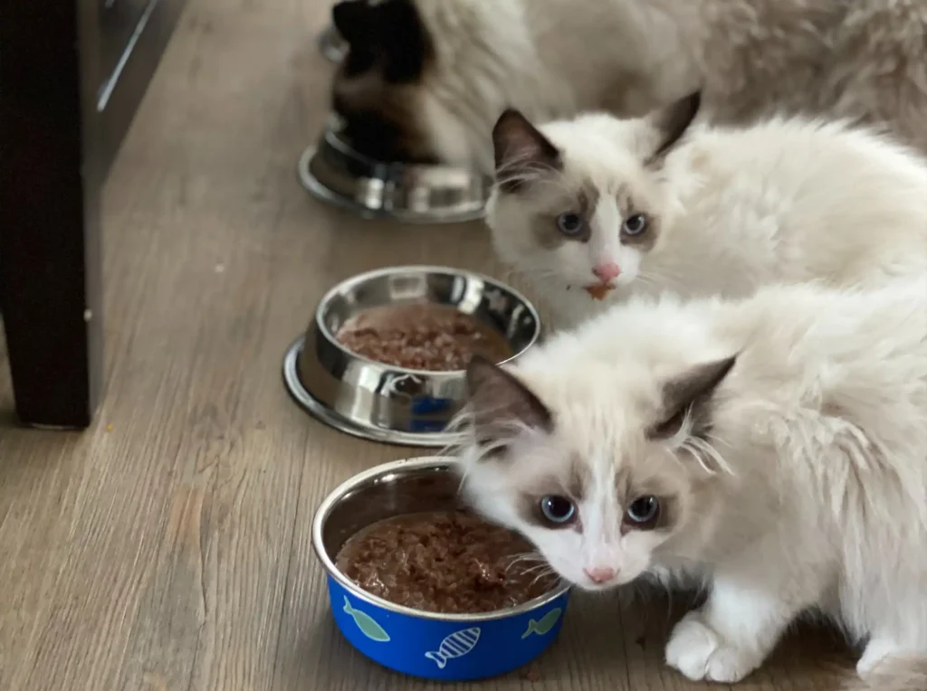 Three beautiful cats eating a healthy balanced diet