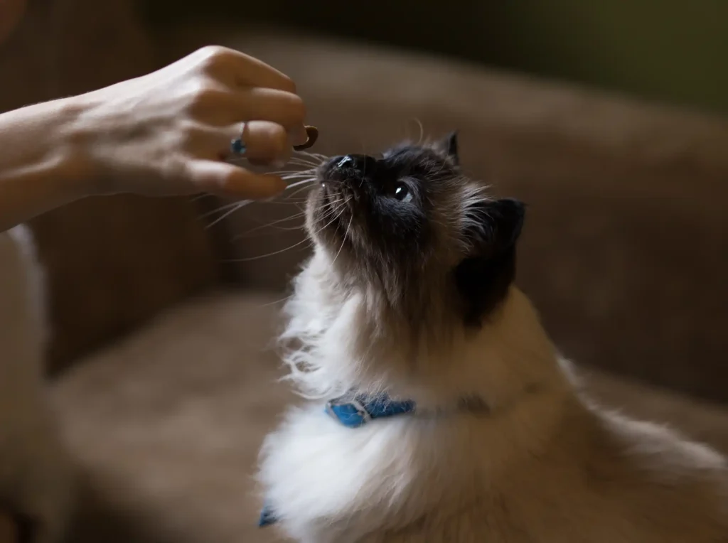 Cat being fed a cat treat