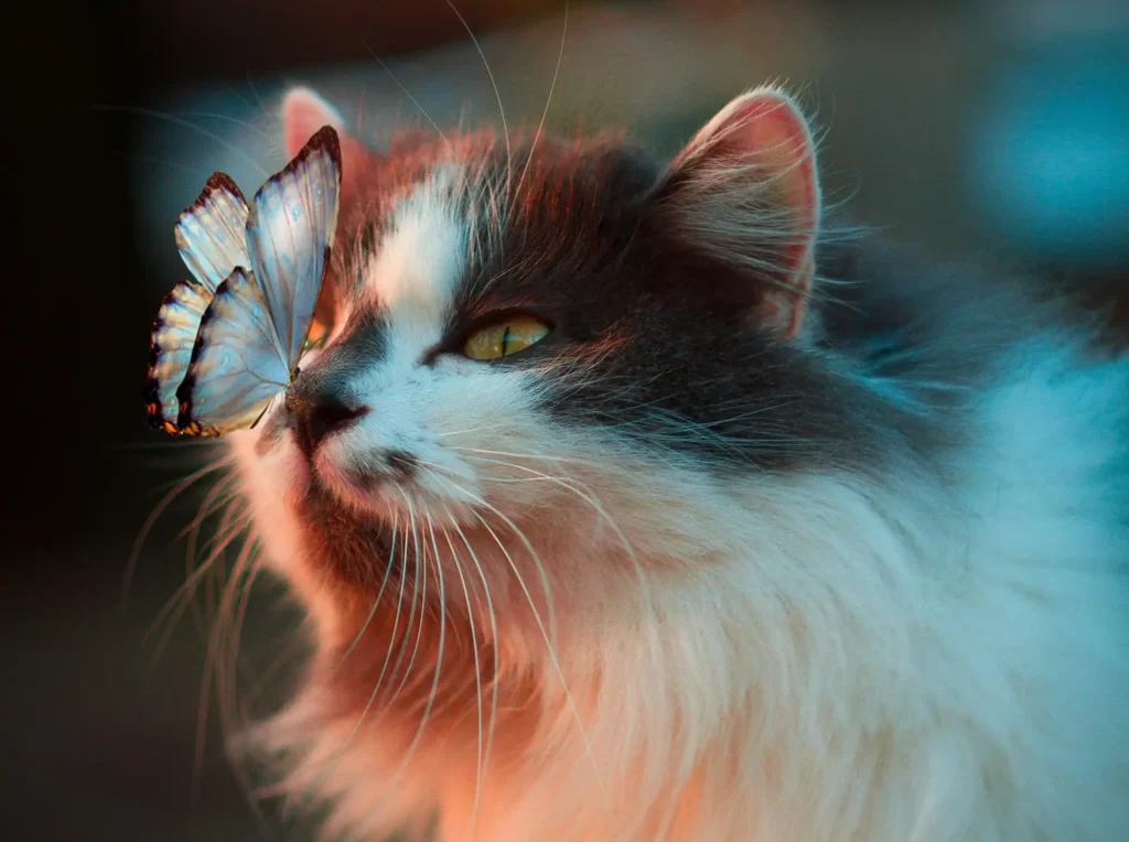 Cute cat looking at a butterfly which has landed on it's nose : Cute cat photos