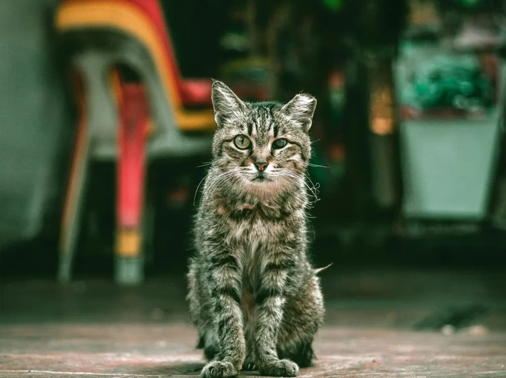 Senior street cat with a tipped ear to indicate he is a neutered stray or feral cat