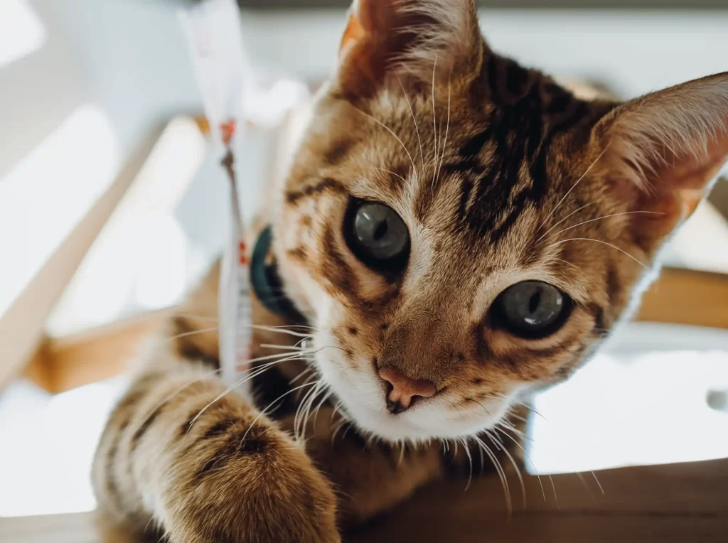 Cute cat photos -  an inquisitive kitten at play