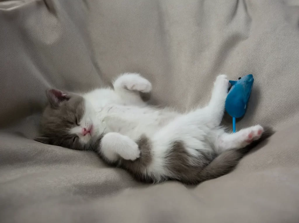 Cute grey and white kitten sleeping beside a mouse cat toy