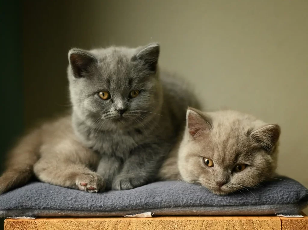 Two fluffy cute young cats snuggled together