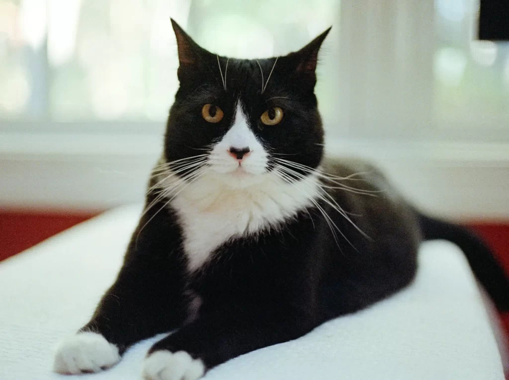 A contented black and white tuxedo cat