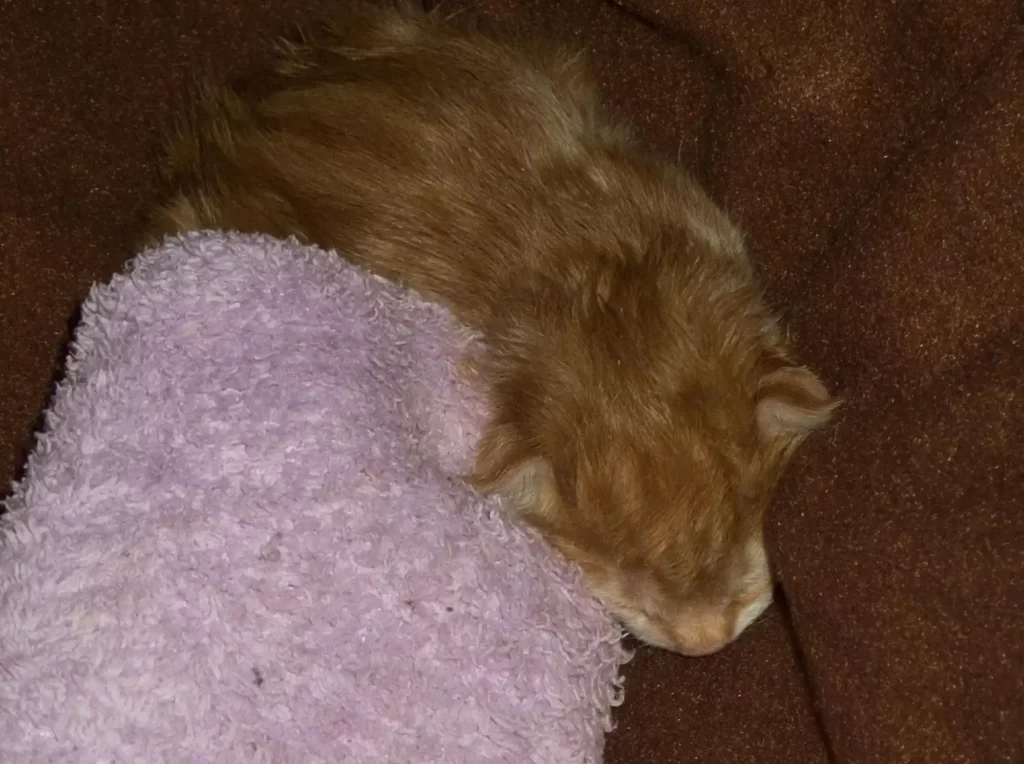 A 1 week old ginger kitten wrapped in a blanket