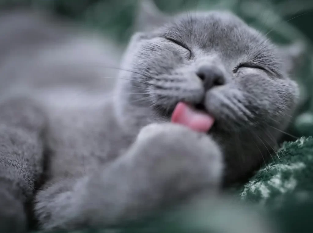 Adorable blue cat grooming, licking its paw