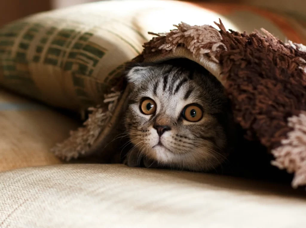 Cute cat photo of a young silver tabby hiding under a blanket, playing