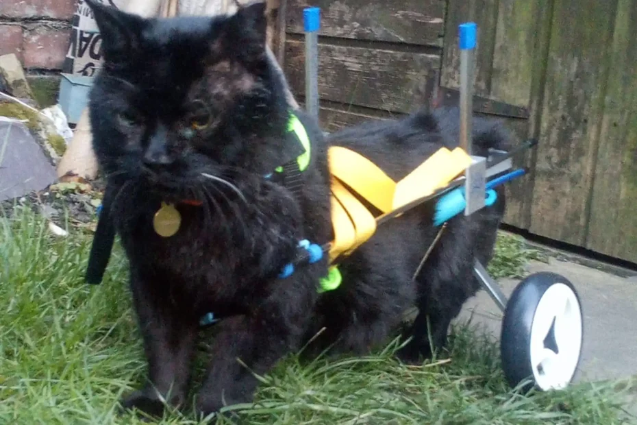 Black cat using a pet wheelchair